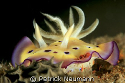 Nudi from Papua, Milne Bay Liveaboard with Spirit of New ... by Patrick Neumann 